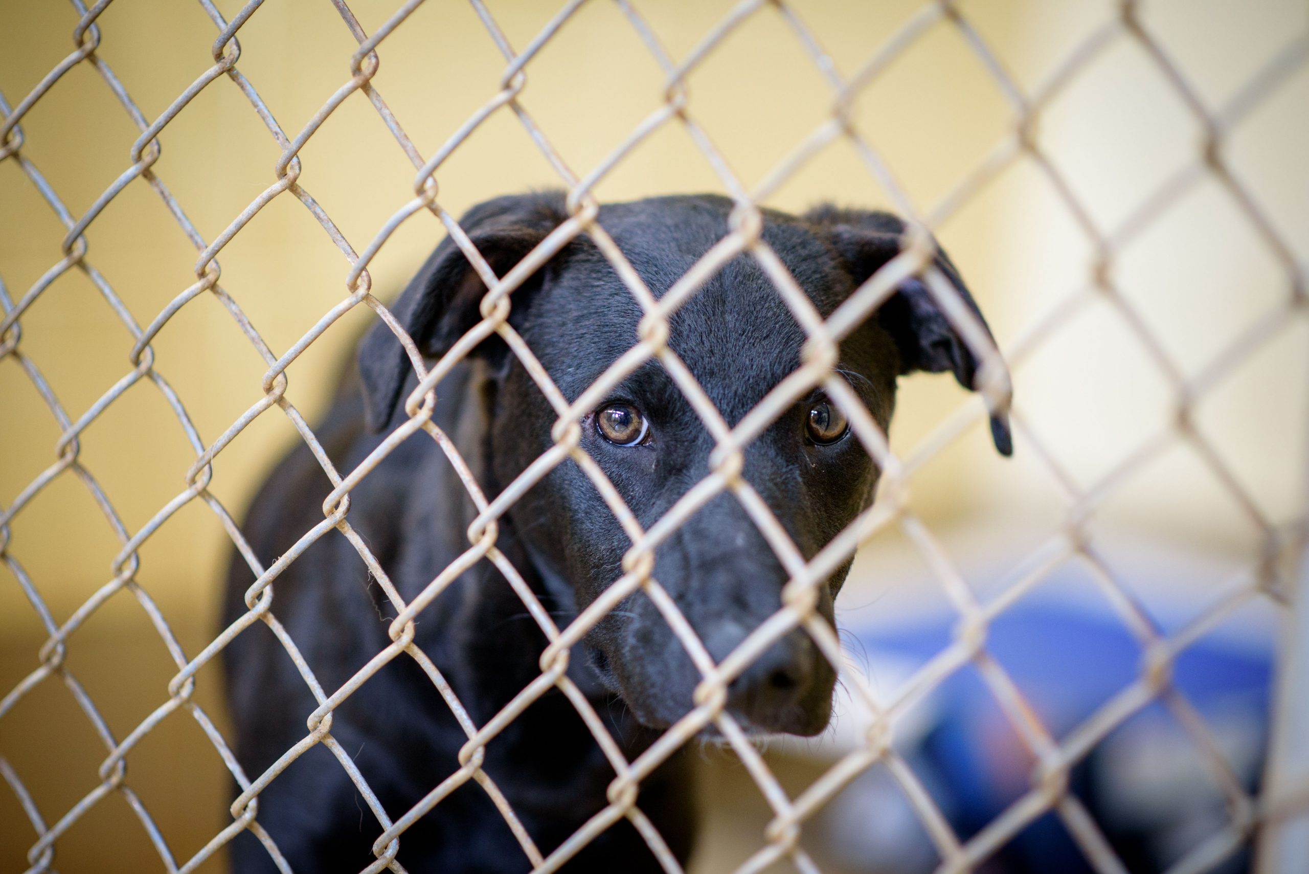 Huntsville Animal Services facing critical overcrowding - City of Huntsville