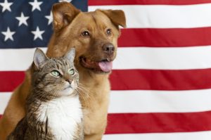 A cat and a dog sit in front of an American flag as the animals look toward the right.