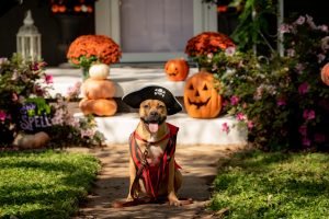 A photo of a dog in a pirate costume with pumpkins in the back.