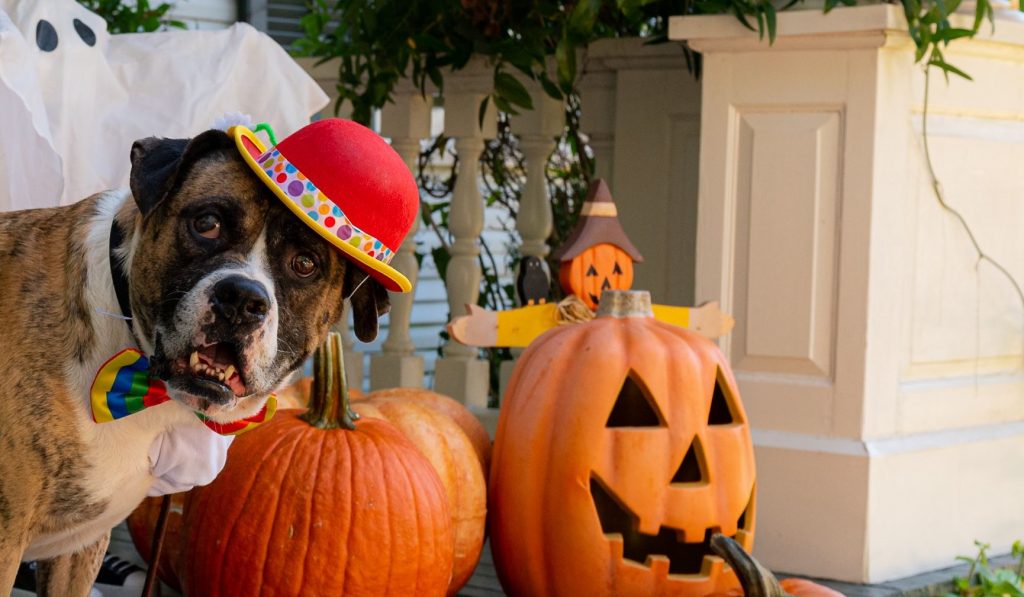 A dog in a costume next to some jack-o-lanterns