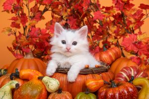 Small white kitten laying in an orange pumpkin shaped basket surrounded by gourds pumpkins and squash with fall leaves and orange background. Fun fall harvest theme.
