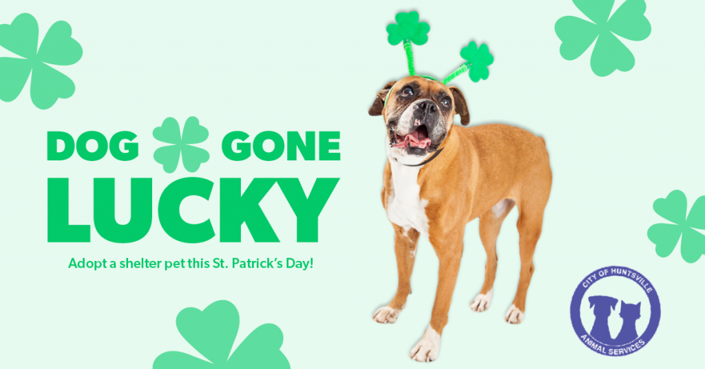 Dog Gone Lucky': Huntsville Animal Services urges action on homeless pets - City of Huntsville Dog Gone Lucky': Huntsville Animal Services urges action on homeless pets - City of Huntsville