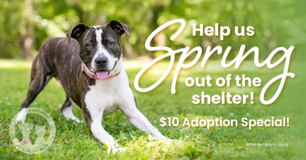 Huntsville Animal Services asks public to 'spring' pooches from kennels - City of Huntsville Huntsville Animal Services asks public to 'spring' pooches from kennels - City of Huntsville
