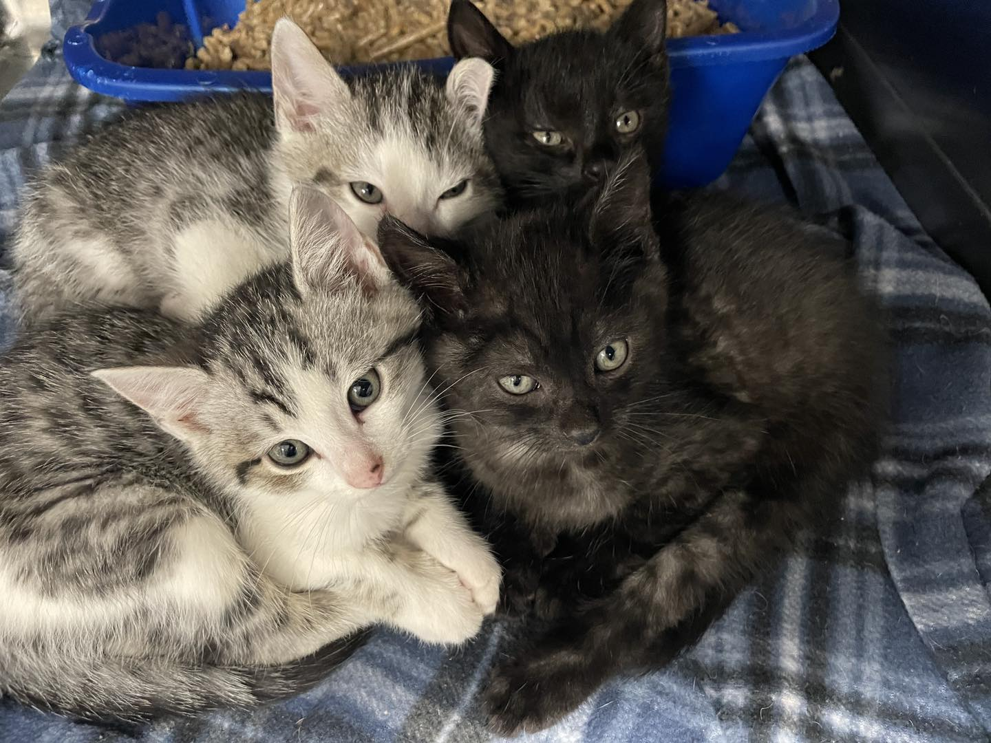 It’s a ‘cat’-astrophe! Feline population at Huntsville shelter hits peak