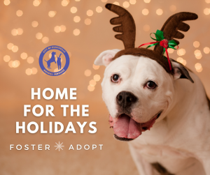 A graphic with a pitbull mix and text that reads Home for the Holidays - Foster and adopt.