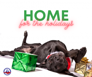 A dog lays on its back next to some presents wrapped in Christmas paper. Above, there is text that reads, "Home for the holidays."