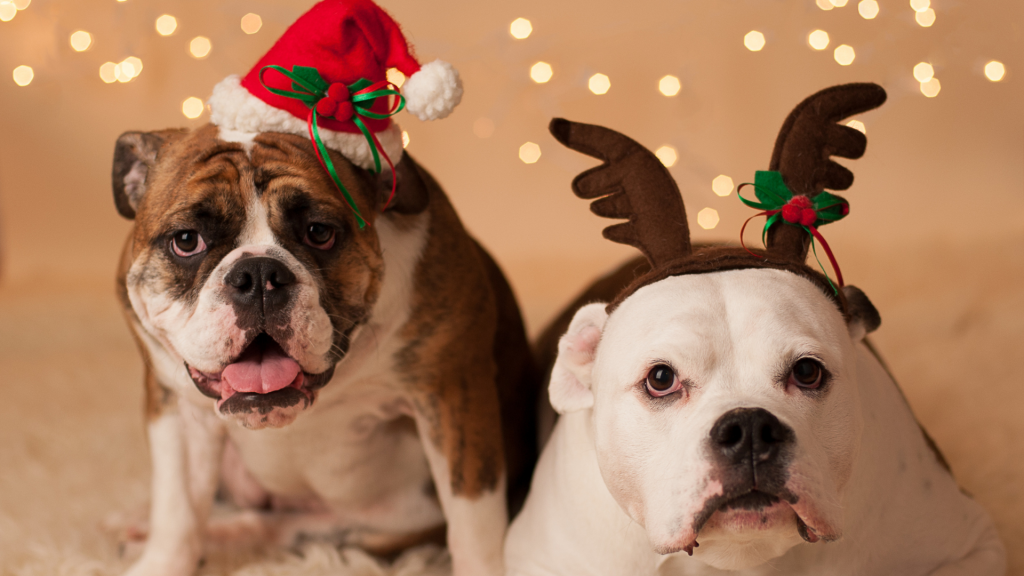 Two mixed-breed dogs are seen wearing a Santa hat and the other some reindeer antlers. There are white lights in the background.