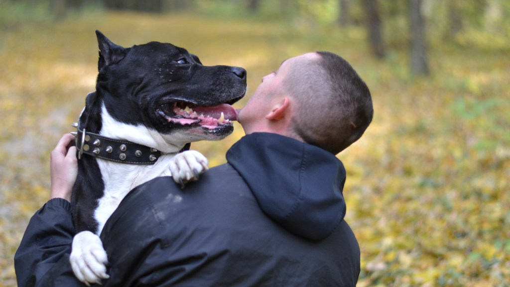 A man gets licked by a mixed-breed dog.