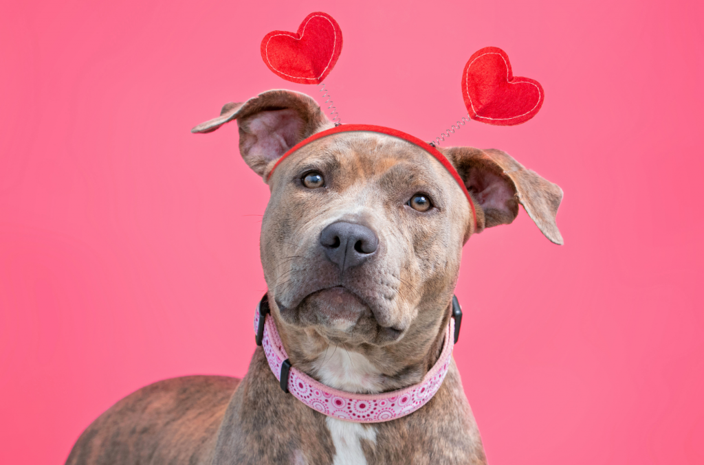 A mixed breed dog wears a heart headband in front of a pink background.