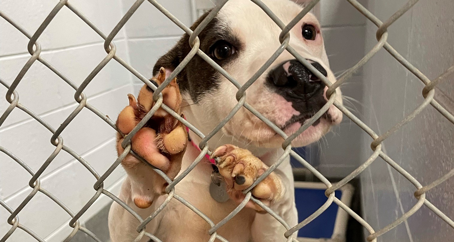 Huntsville Animal Services seeks to ‘Clear the Shelter’ in August