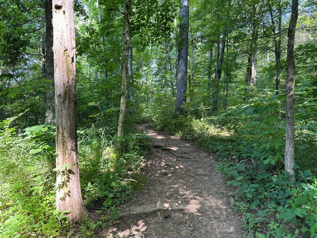 A picture of the Wade Mountain greenway trail, though an unpaved portion. The trail is dirt with numerous tree roots. There is brush on each side of the trail and numerous trees.