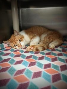 An orange-and-white cat is seen in a kennel at Huntsville Animal Services.