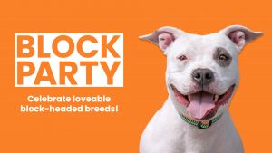 An orange graphic for the Huntsville Animal Services Block Party featuring a white pitbull. 