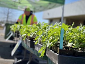 A man stands next to tomato plants at a Green Team Plant Sale