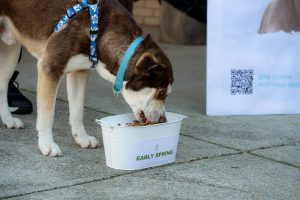 Cosmo, a young mixed-breed male, chows down on a bowl of kibble marked "Early Spring" on Friday, Feb. 2, at the third annual Ground Dog Day event.
