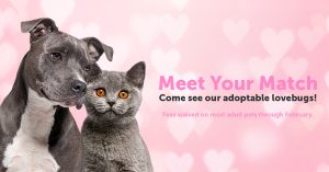 A graphic featuring a gray dog and gray cat with text that says "Meet Your Match"