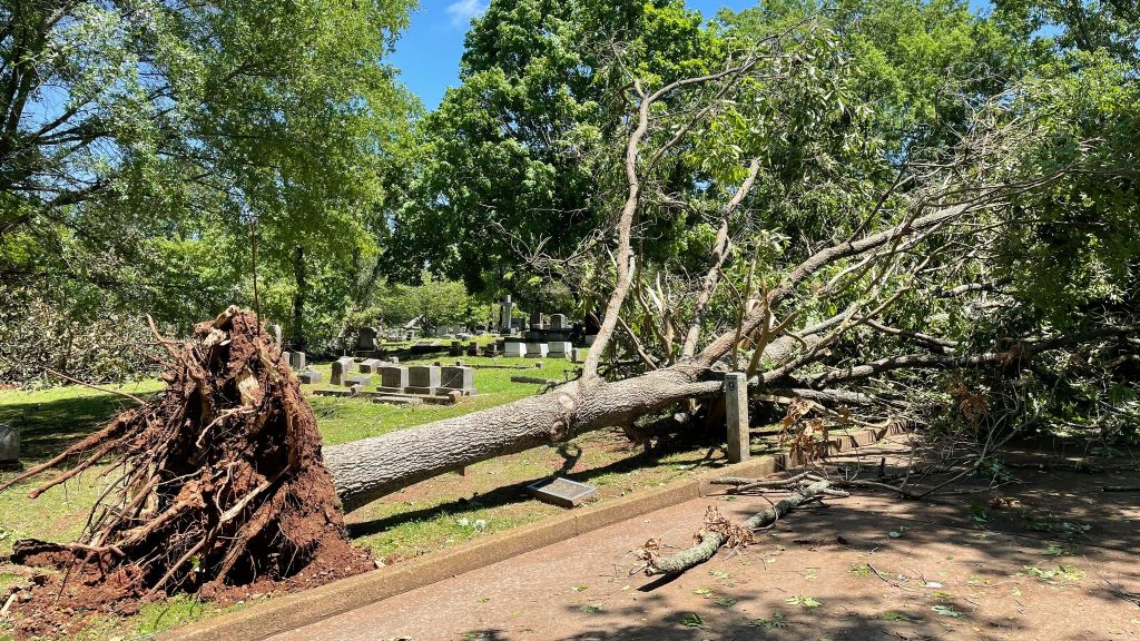 uprooted tree in cemetery alongside roadway with several green trees in background