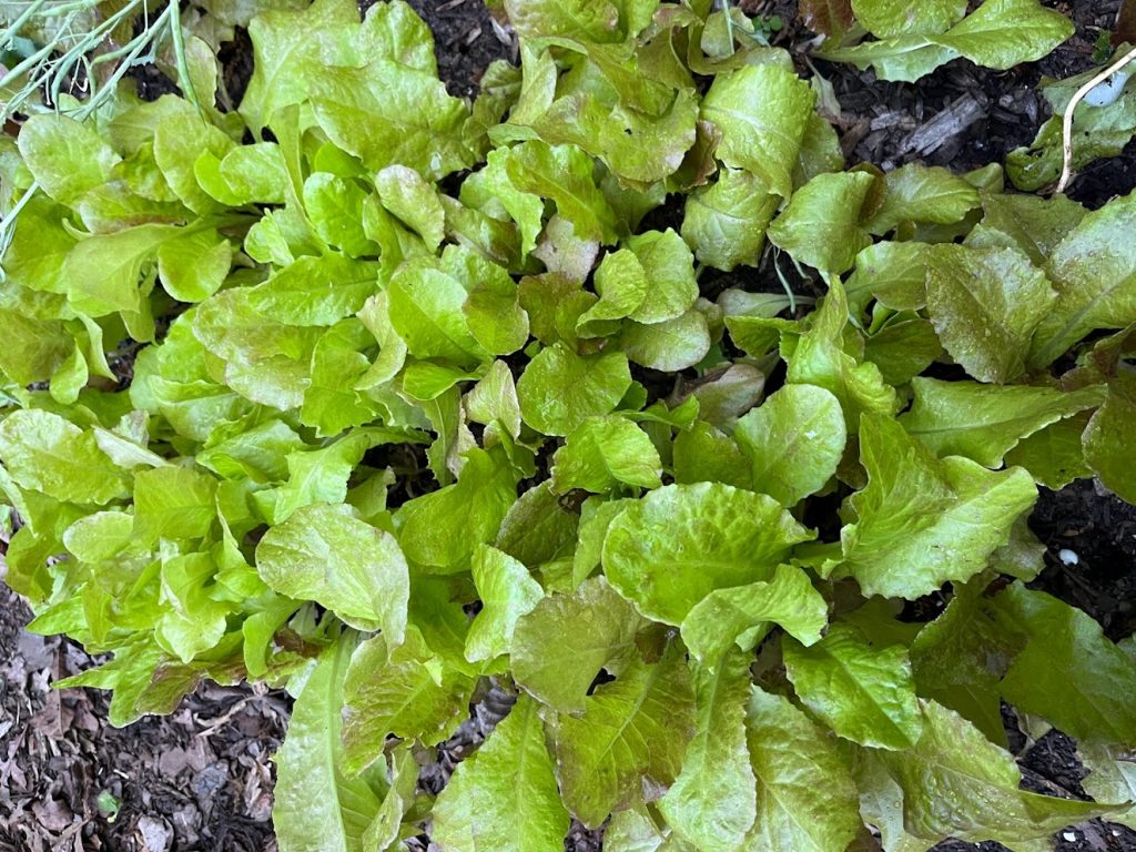 close up image of a head of green lettuce