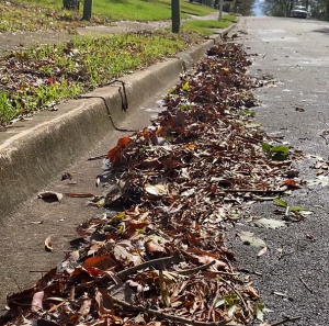 leaves along a street curb