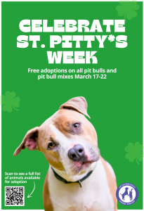 Poster of a picture of a pit bull dog in front of a green background with shamrocks with the words Celebrate St. Pitty's Week