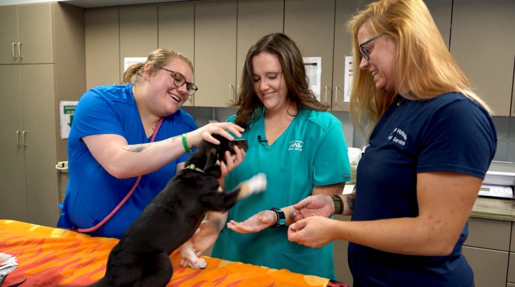 Three female veterinary technicians playing with a black puppy who looks like they are having fun