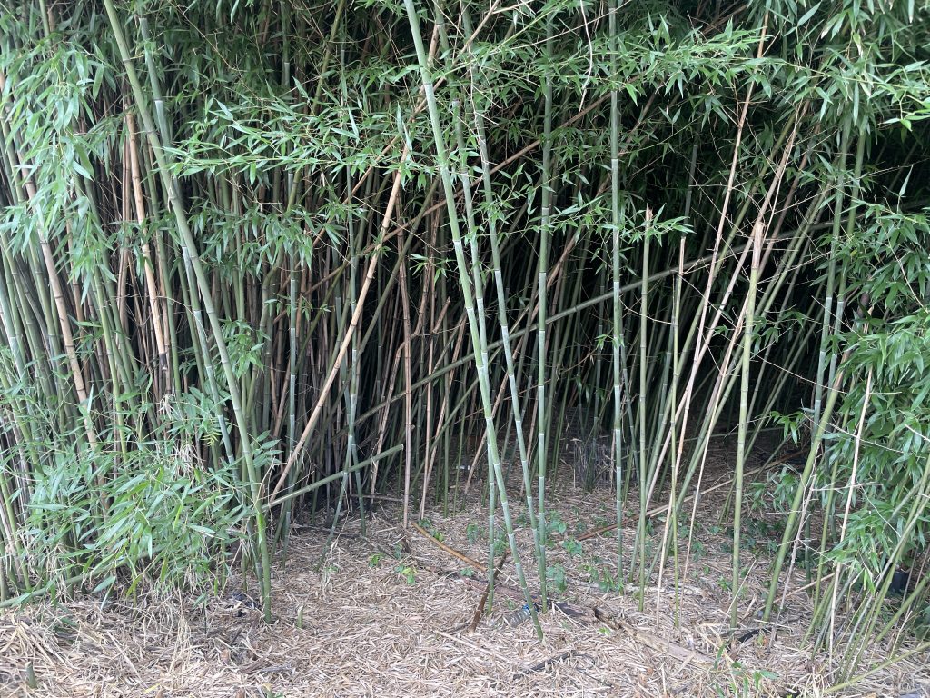 green bamboo