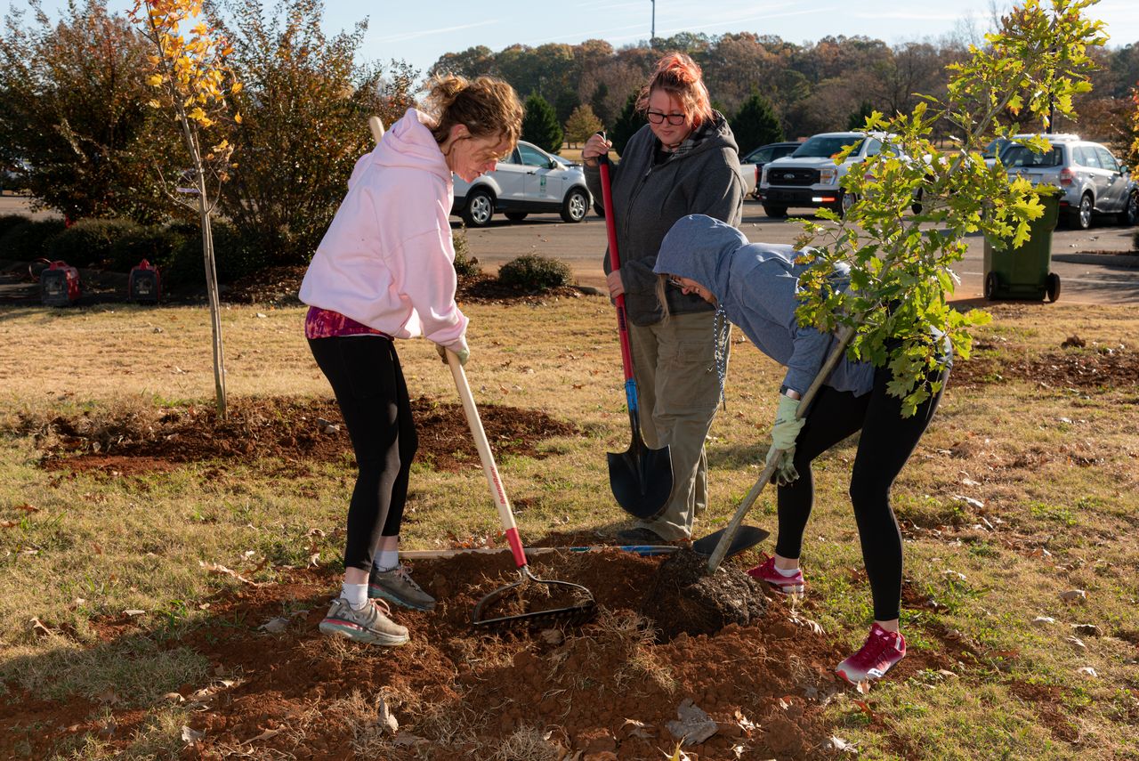 Three women wearing jeans and t-shirts work together to plant large trees on a bright sunny day as part of the Mayor's annual tree planting day