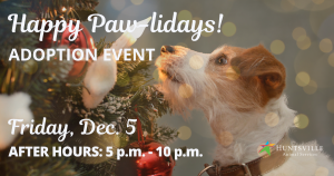 White and brown short-haired little dog looks at a decorated Christmas tree
