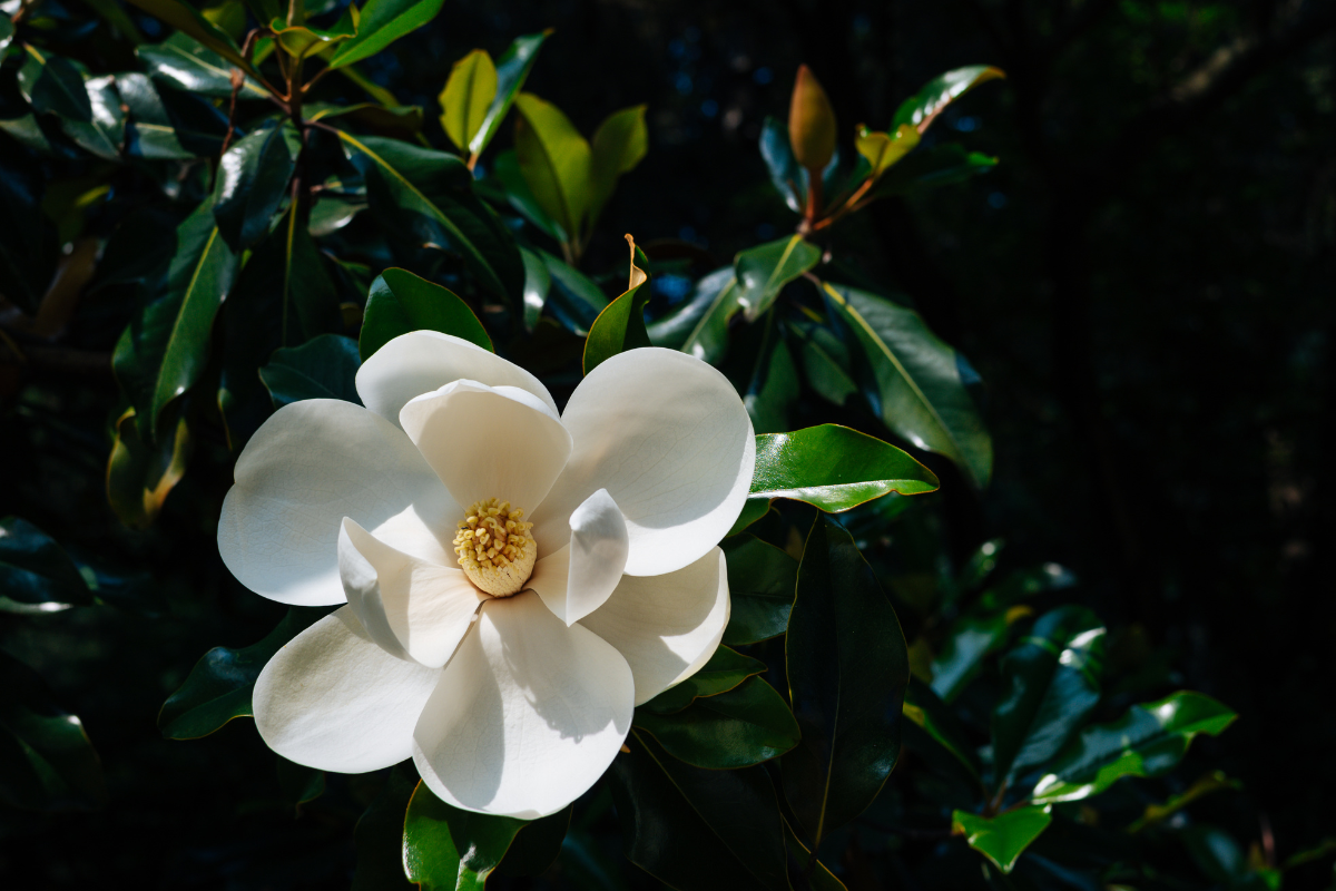 A large, white magnolia flower pops against big, shiny, dark green leaves