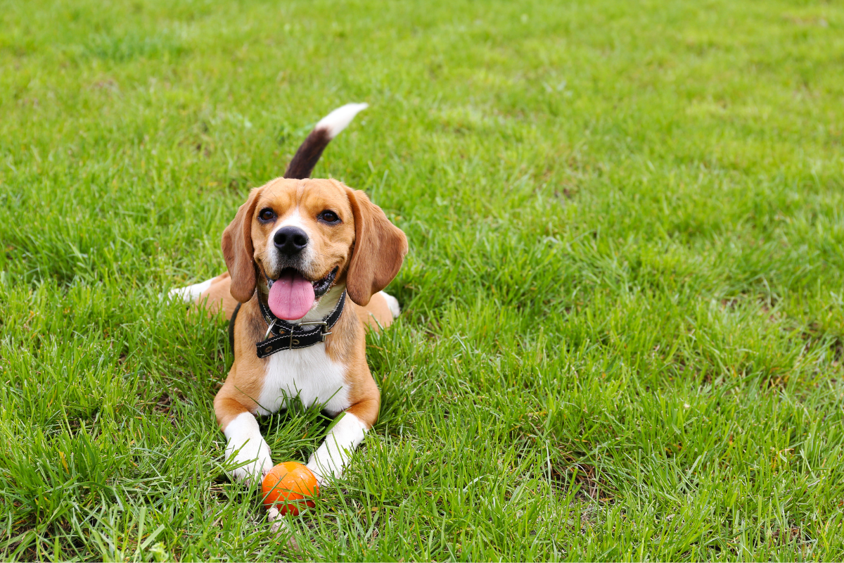 A beagle dog laying on some green grass while playing with an orange ball