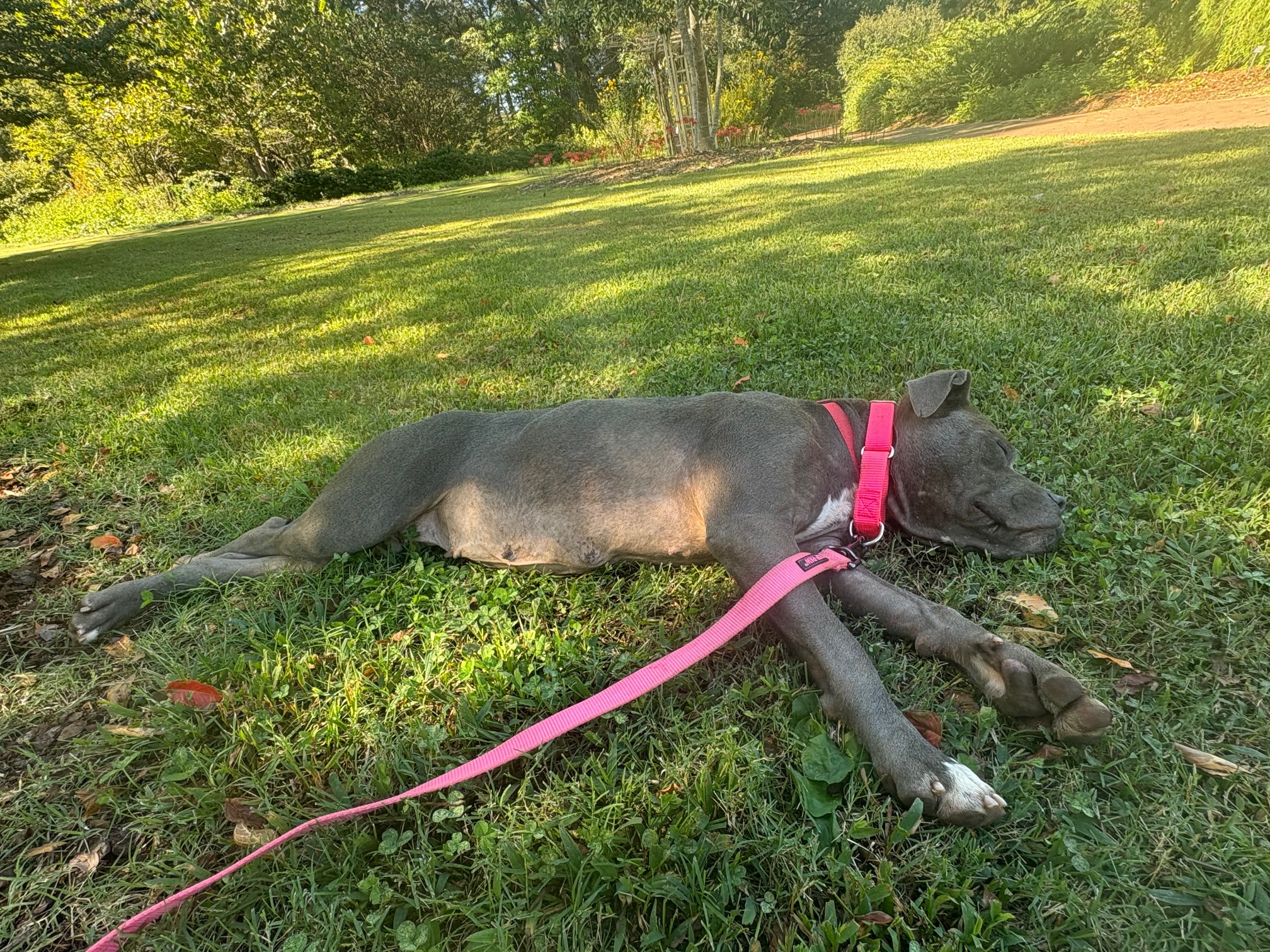 A brown dog with long legs sleeps in the green grass at the Huntsville Botanical Garden.