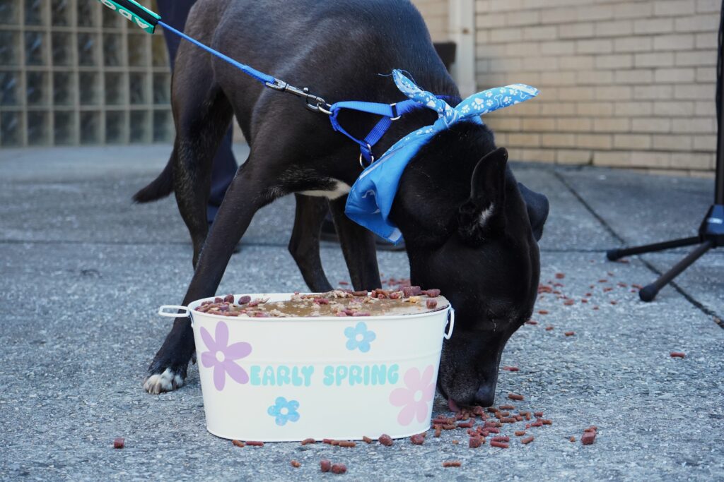 Black dog eating out of spring themed bowl for Ground Dog Day 2026