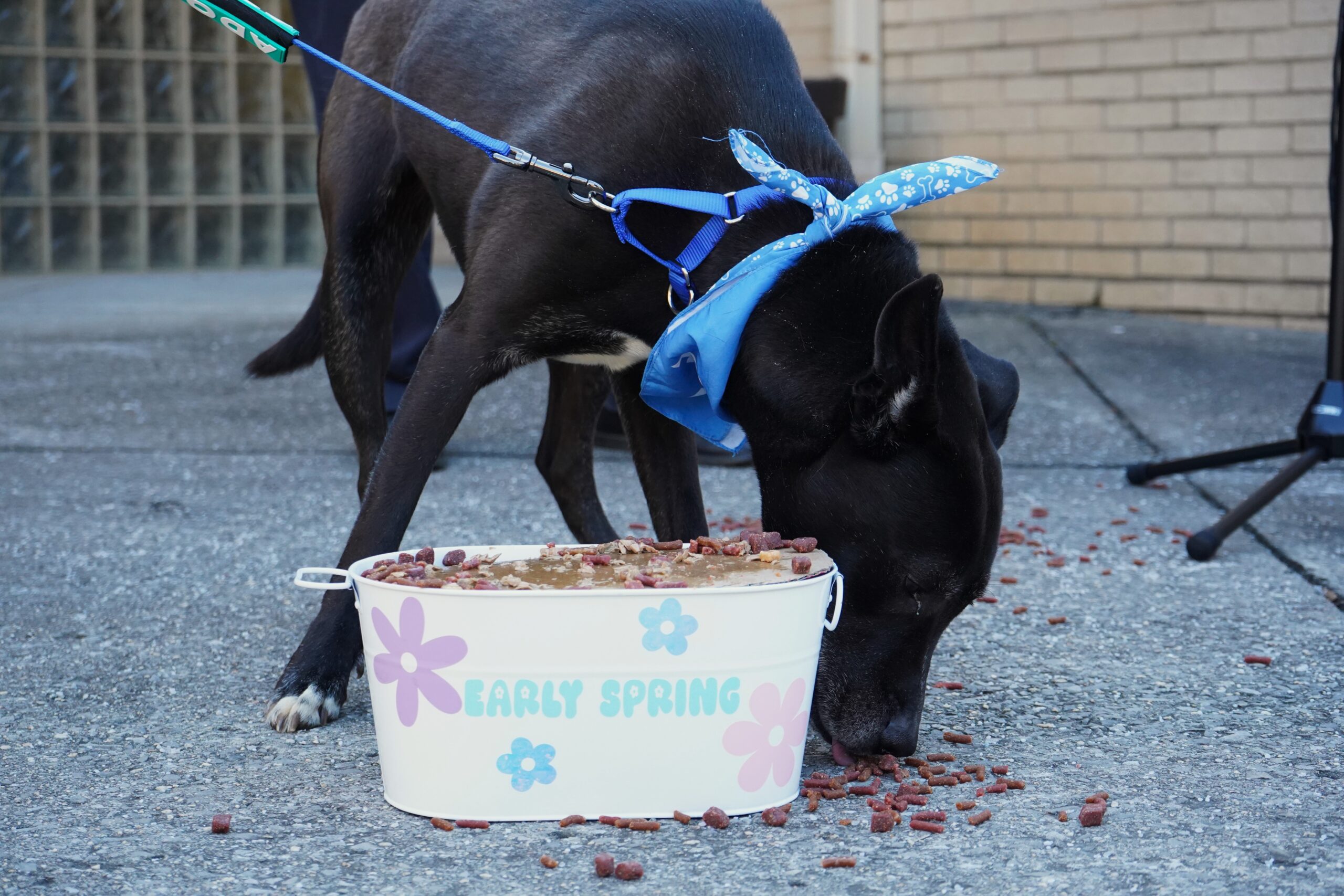 Black dog eating out of spring themed bowl for Ground Dog Day 2026