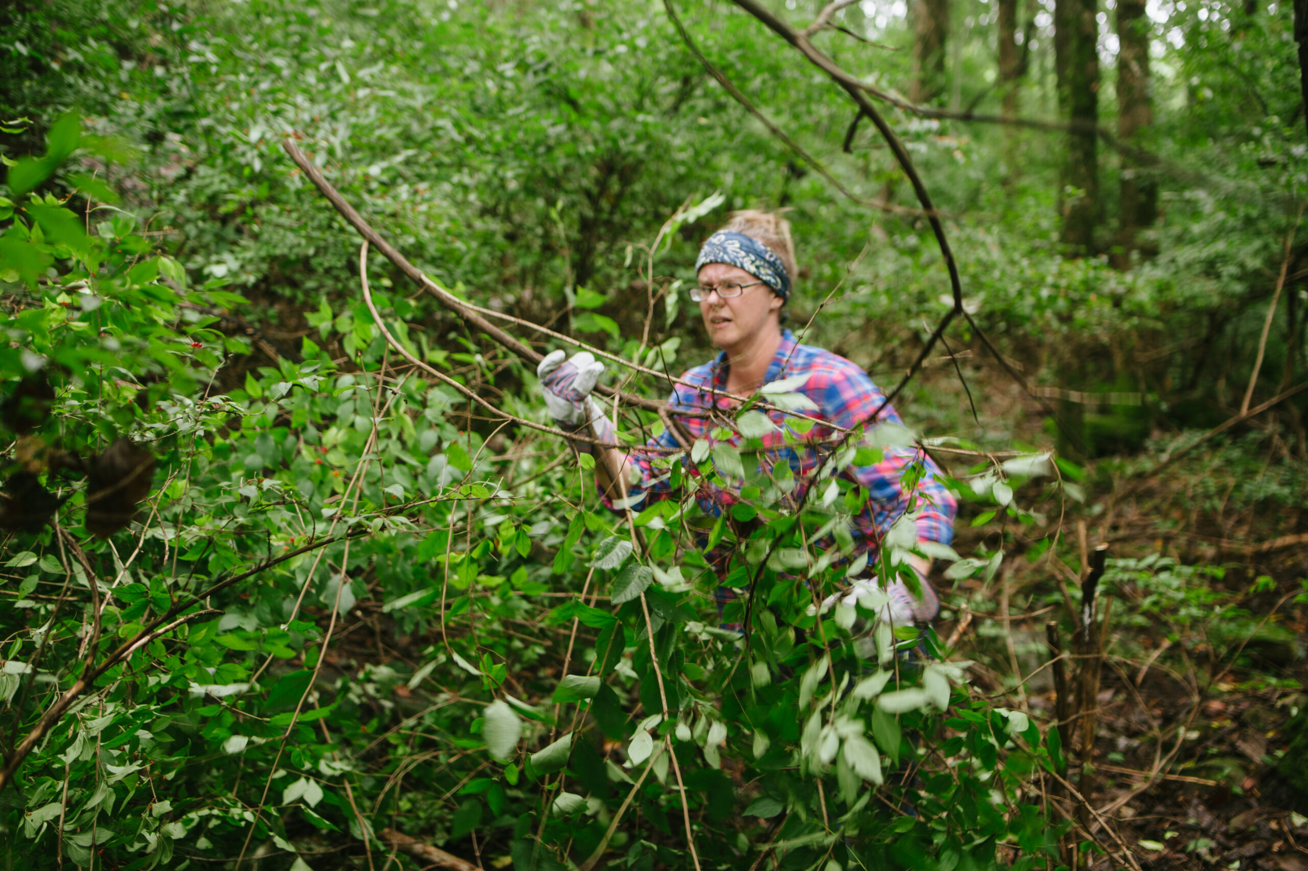 A woman in a pink plaid shirt removes an invasive plant in Huntsville
