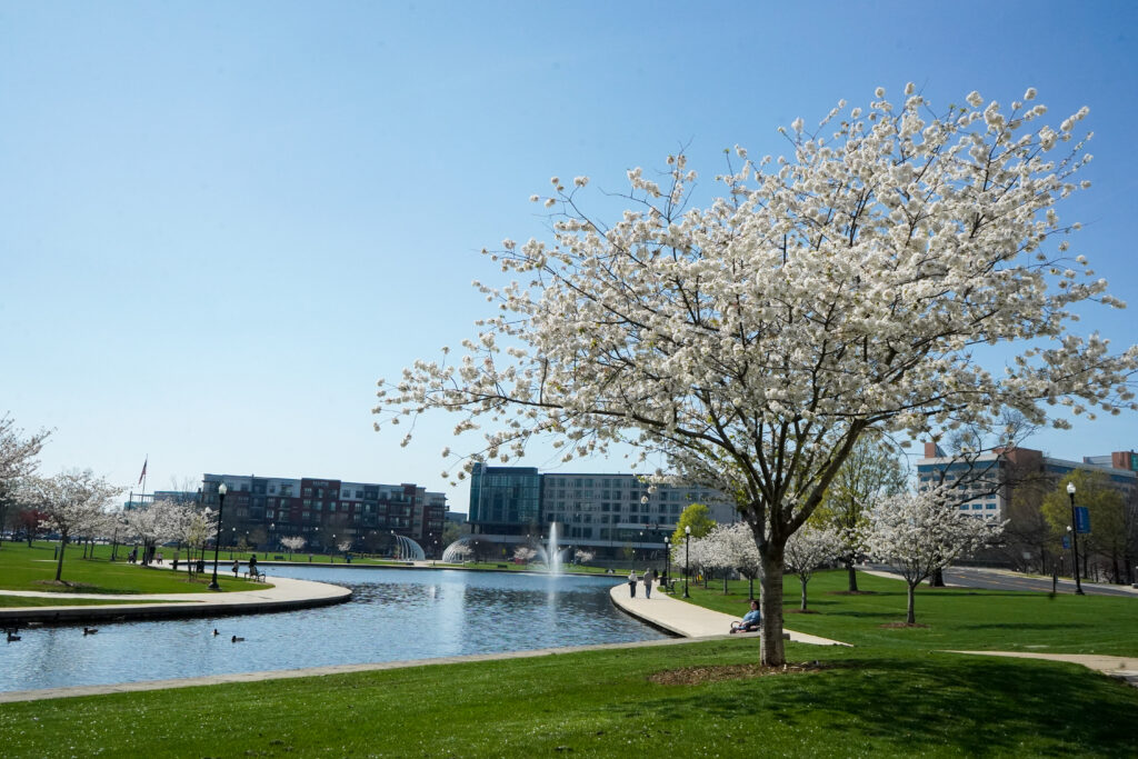 trees in bloom in park with lagoon and blue sky