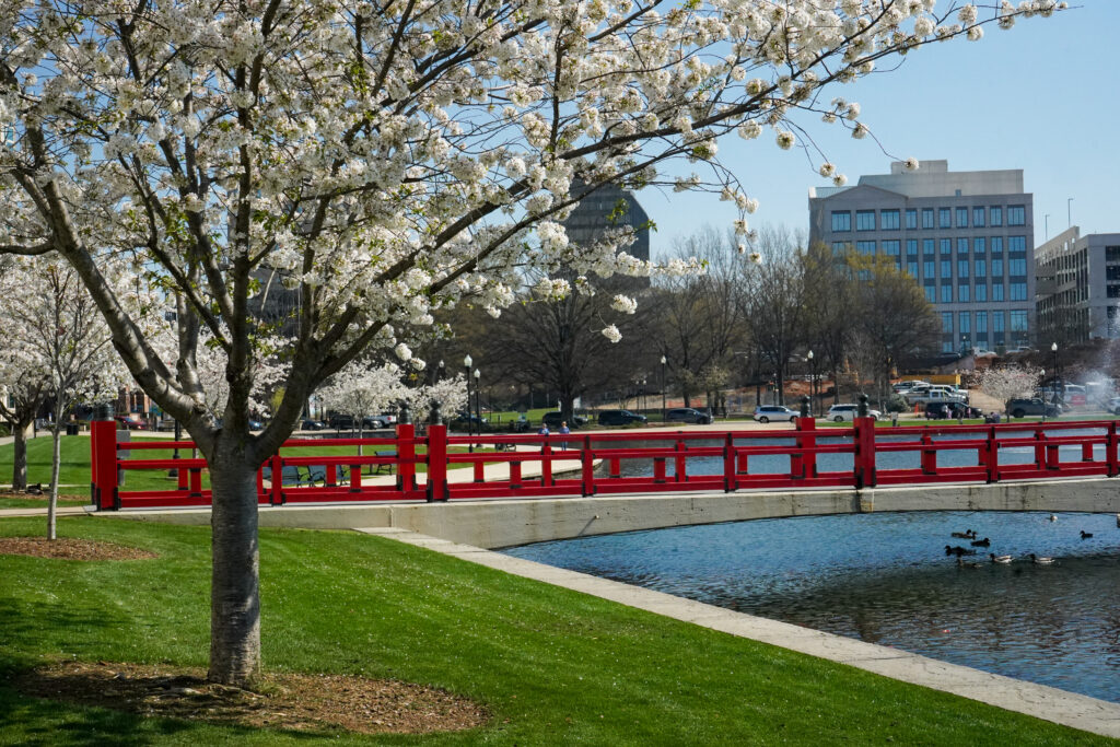 city park with blossoming tree, lagoon and red bridge
