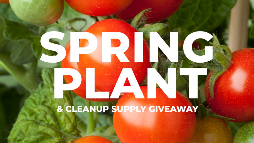 Graphic promoting Spring Plant and Cleanup supplies giveaway. Graphic has red tomatoes on a vine and white lettering