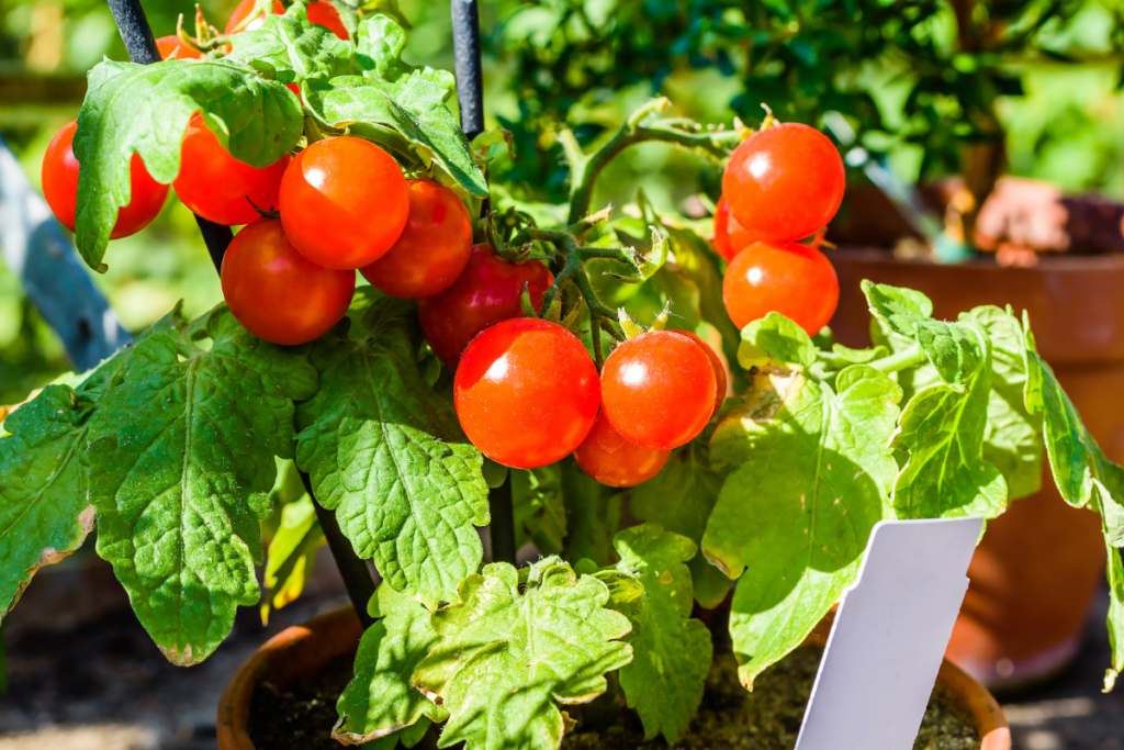 Bright red tomatoes on a green vine in terracotta orange pot