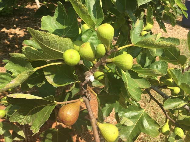 Turkey Figs growing on the plant