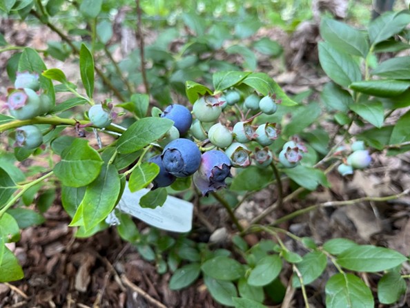 Blueberry cluster on a blueberry bush