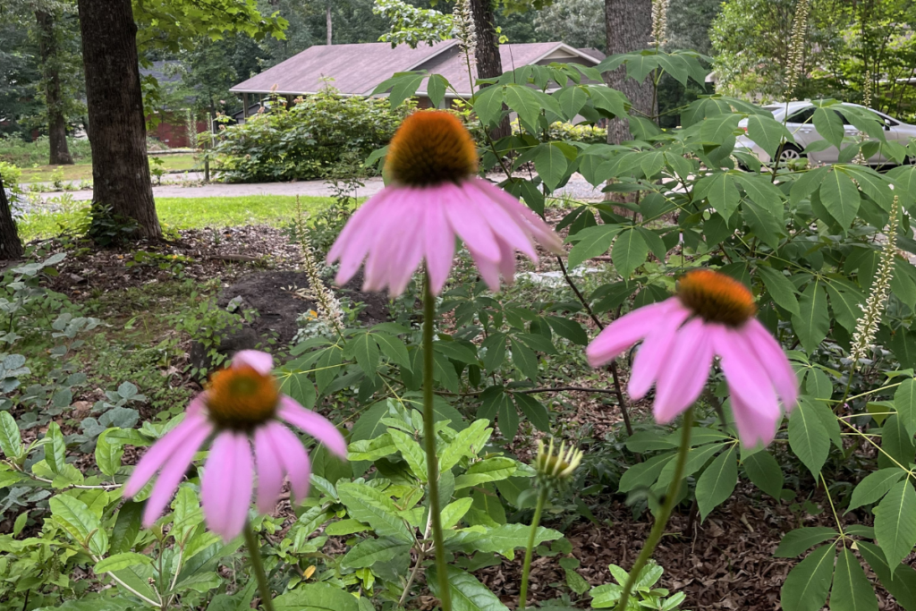Purple coneflowers in full bloom, nestled among the trees, maybe in a campground