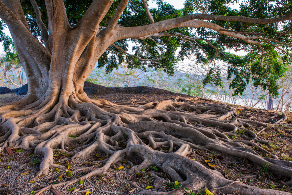 A wide tree trunk with very prominent roots that first appear above ground before diving below ground