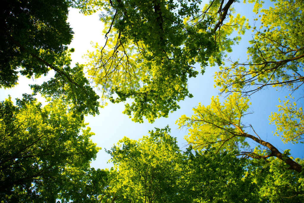 A bright blue sky is framed by a green tree canopy. The leaves are lime green to dark evergreen.