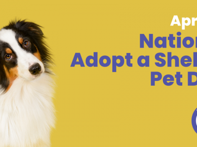 Click to view Adopt a Shelter Pet Day: Help Huntsville Animal Services clear the kennels