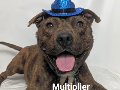 Click to view Fee-Waived Pet Adoptions at Huntsville Animal Services on Saturday, May 18