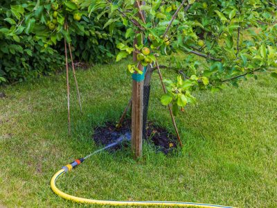 Click to view Help your trees beat the summer heat