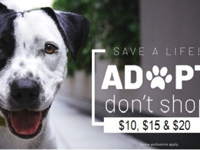 Click to view Save A Pet’s Life: Adopt, Don’t Shop  