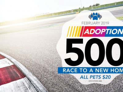 Click to view Adoption 500 Race to a New Home