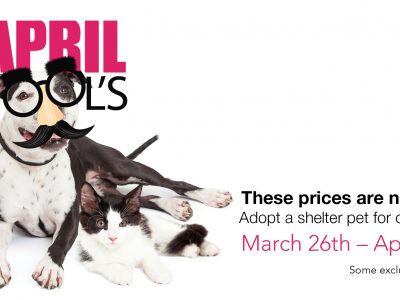 Click to view April Fools – No Joke – Only $20 to Adopt!   