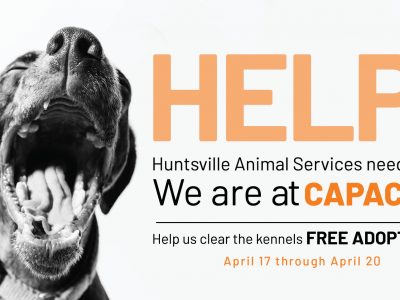 Click to view It’s a Full House at Huntsville Animal Services
